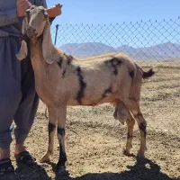 بز هلندی