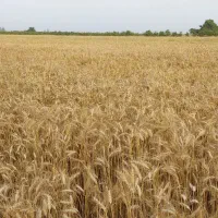 گندم بذری احسان درجه یگ