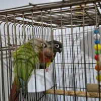 طوطی گرینچیک