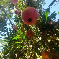 انار دونه مشکی|خوردنی و آشامیدنی|گلباف, |دیوار