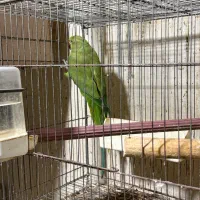 طوطی ملنگو|پرنده|امامزاده عبدالله, |دیوار