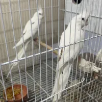 دو جفت آلبینو نر دوکت ماده خالص آلبینو|پرنده|مشهد, منزل آباد|دیوار