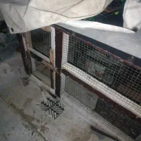 قفس چوبی برای پرنده ها