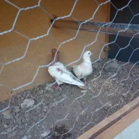 دوتا کبوتر ماده