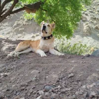 ماده گله ای ضمانتی