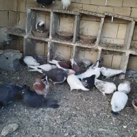 کبوتر|پرنده|کلاشی, |دیوار