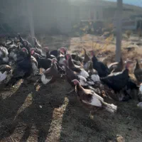 بوقلمون محلی و کاملا اورگانیک|حیوانات مزرعه|زیویه, |دیوار