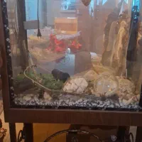 اکواریوم