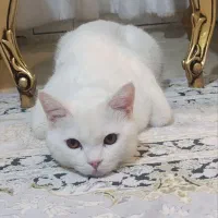 فروش گربه پرشین