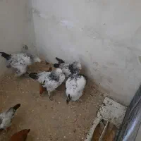 مرغ برهمان|حیوانات مزرعه|کرج, کمال‌شهر|دیوار