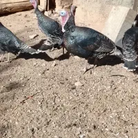 بوقلمون ماده محلی|حیوانات مزرعه|رزن, |دیوار