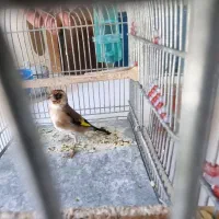 سهره چهارگل و سهره خاکی|پرنده|مشهد, پورسینا|دیوار