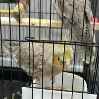 عروس هلندی|پرنده|اهواز, کوی سعدی|دیوار