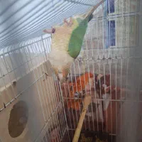 جفت گرینجیک مولد پاین اپل