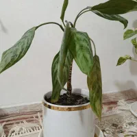 گلدان سایز  ۲۰