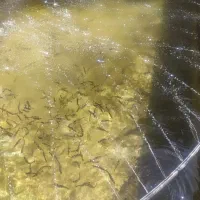 فروش ماهی قزل الا 400گرم