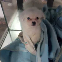 پاکوتا شیتزو