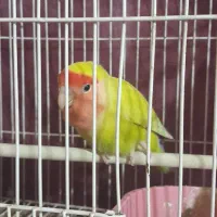 طوطی دستی هر چی بگی متوجه جی شه|پرنده|گنبد کاووس, |دیوار