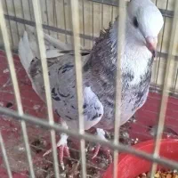 ماده شازده سرور ب شرط ساعت