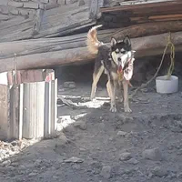 سگ هاسکی زیبا و مهربون|سگ|ارومیه, |دیوار