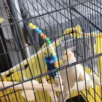 پرنده عروس هلندی|پرنده|ساری, |دیوار