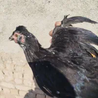 گلین‌لری‌فول|حیوانات مزرعه|فشاپویه, |دیوار