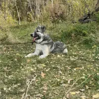 دو عدد سگ سرابی