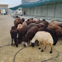 گوسفند سبک وسنگین بره ۶ماه میش1و2ساله فروشنده منصف|حیوانات مزرعه|مشهد, خین عرب|دیوار