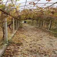 زمین-در-آذرسا-400متر-سند-شش-دانگ