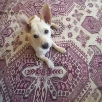 سگ پاکوتاه شیواوا