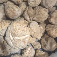 دنبل طبیعی تازه تازه