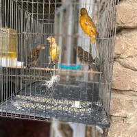 تعدادی قناری نروماده