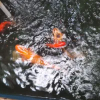 فروش ماهی کویی ماهی تربیت شده اهلی سالم