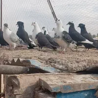 کفتر 12 تا کفتر میپرونم میدم تحویل