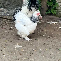 تخم نطفه دار برهما لایت اصیل|حیوانات مزرعه|رودسر, |دیوار