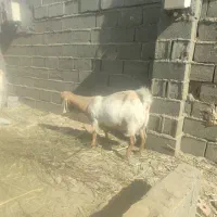 بز مری ابست