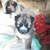 توله  نرهاسکی|سگ|میاندوآب, |دیوار