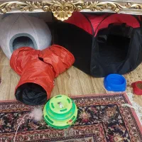 گربه اسکاتی کالر پوینت تبتی|گربه|تبریز, |دیوار