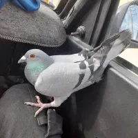 کبوتر پلاکی ماده