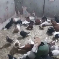 کفتر رنگی|پرنده|بندر ماهشهر, |دیوار