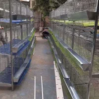 قفس پرورش مرغ ، بلدرچین و کبک