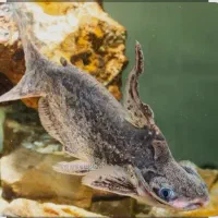 ماهی آکواریوم گوشت خوار|ماهی|زابل, |دیوار