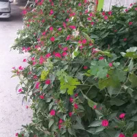 کارگر سنگبری