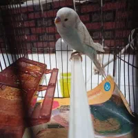 مرغ عشق دسی