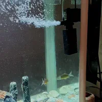 آکواریوم شرکتی تجهیزات ماهی|ماهی|مرودشت, فیروزی|دیوار