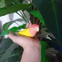 کوتوله نیمه دستی