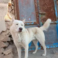 سگ هاسکی|سگ|بجنورد, |دیوار