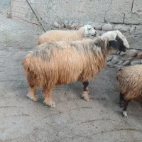 قوچ ورن|حیوانات مزرعه|شباب, |دیوار