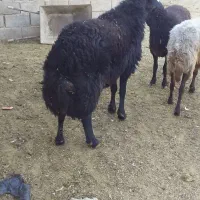 قوچ کار هترو قره قزل