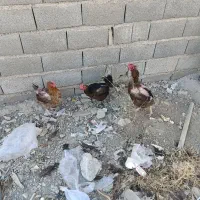 مرغ و خروس و جوجه مرغ و بوقلمون